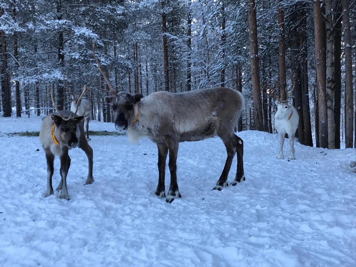 Soppela Retreat At The Arctic Circle Apartment Kemijärvi Екстериор снимка
